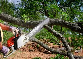 Best Hedge Trimming  in Dodson Branch, TN