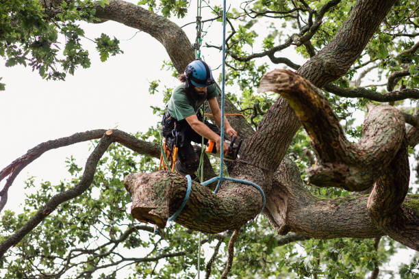 Best Storm Damage Tree Cleanup  in Dodson Branch, TN