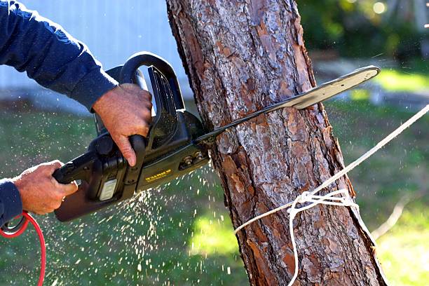 Best Tree and Shrub Care  in Dodson Branch, TN